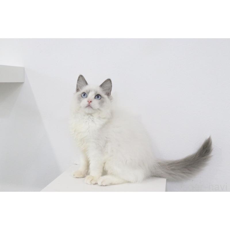 販売中の愛知県のラグドール-130715の5枚目