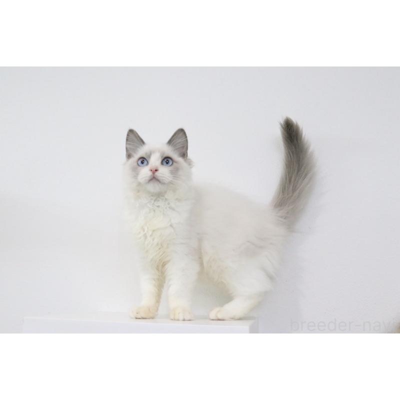 販売中の愛知県のラグドール-130715の4枚目