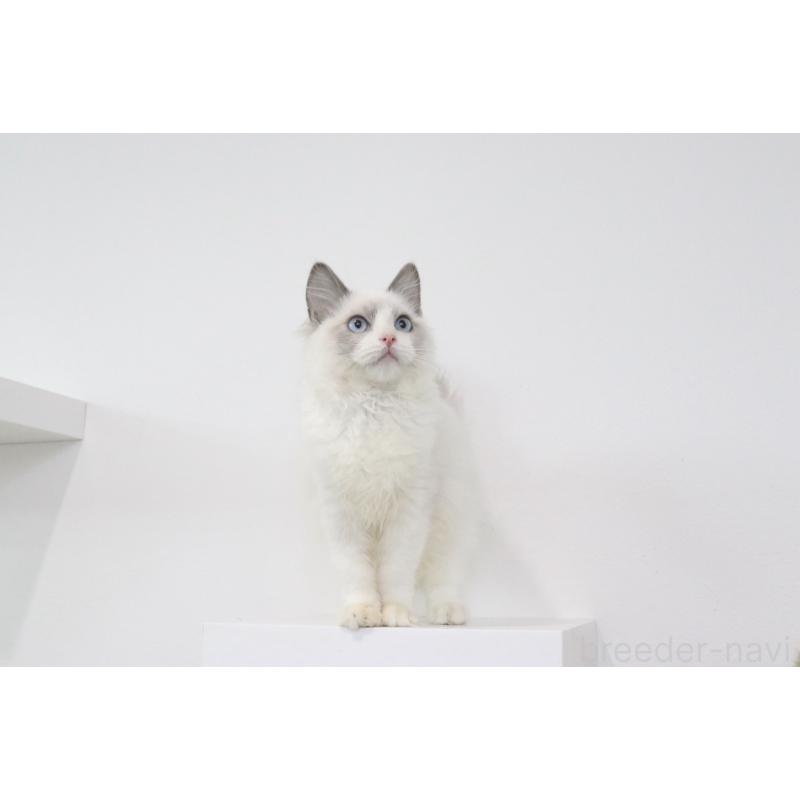 販売中の愛知県のラグドール-130715の3枚目