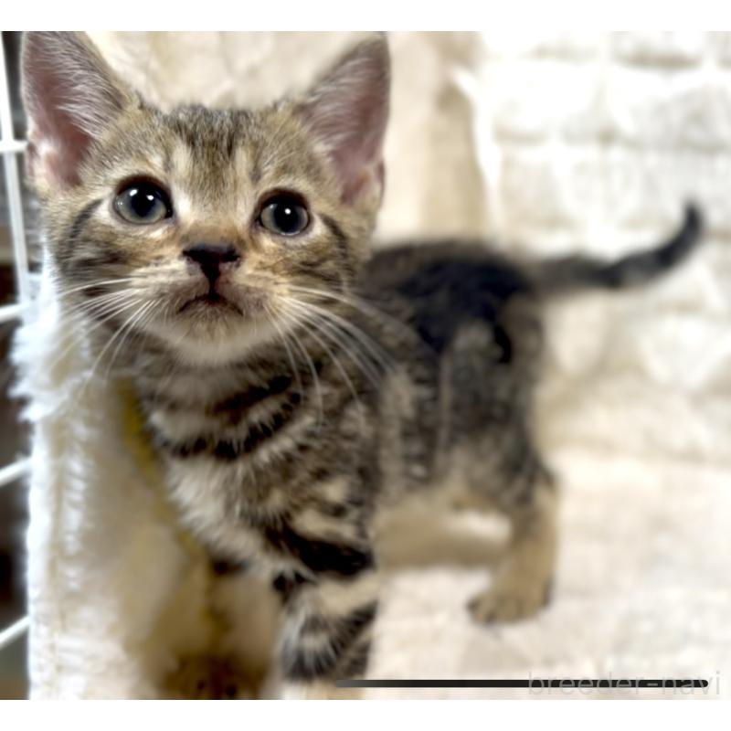 販売中の東京都のアメリカンショートヘア-130714の2枚目