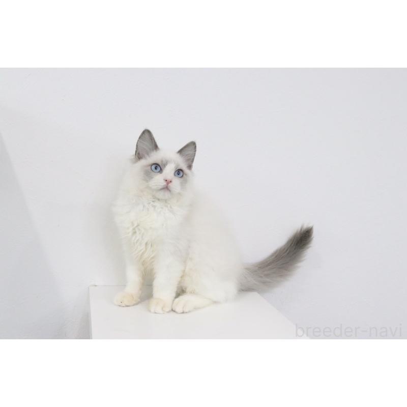 販売中の愛知県のラグドール-130715の2枚目