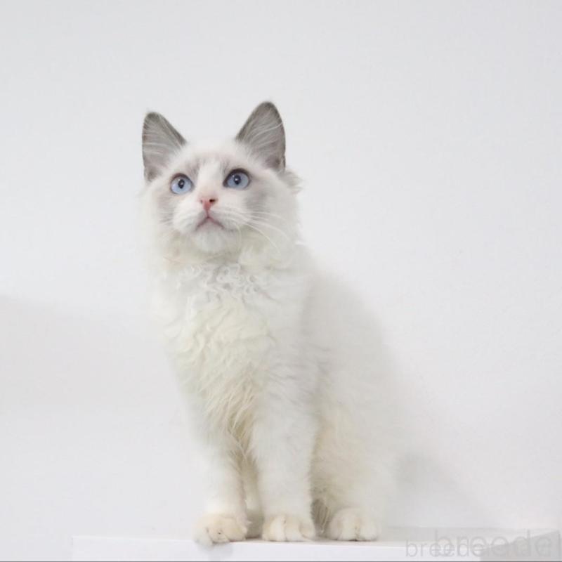 販売中の愛知県のラグドール-130715