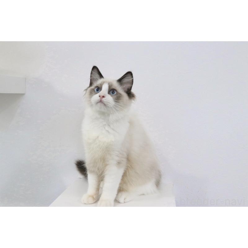 販売中の愛知県のラグドール-130716の4枚目