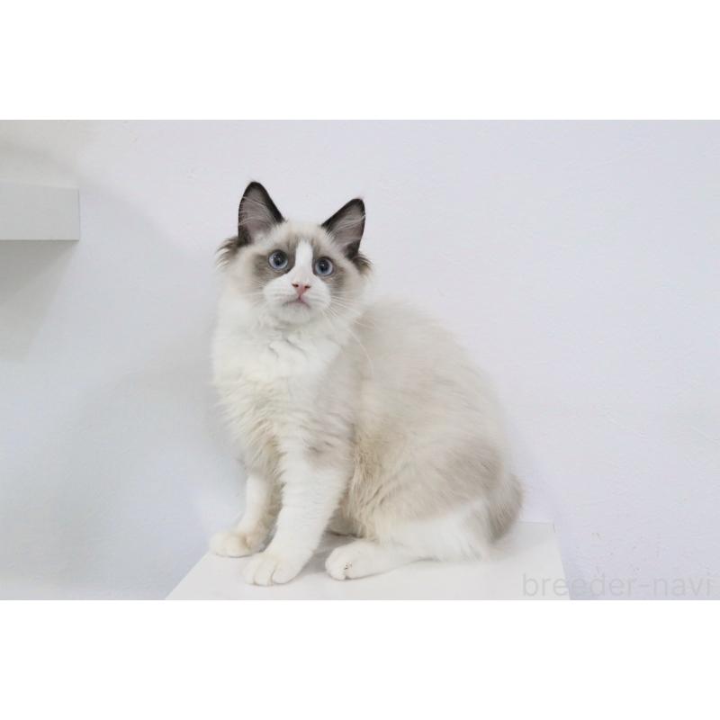 販売中の愛知県のラグドール-130716の3枚目