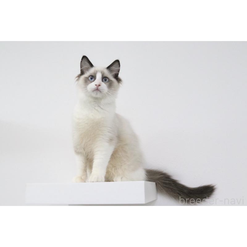 販売中の愛知県のラグドール-130716の2枚目