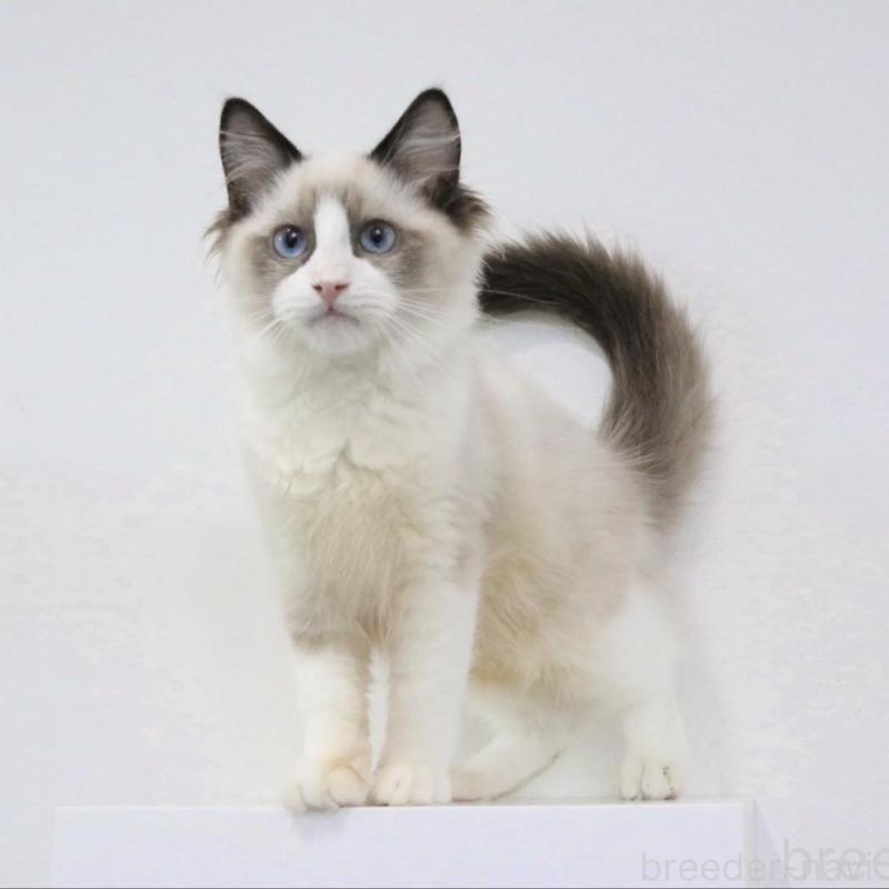 販売中の愛知県のラグドール-130716