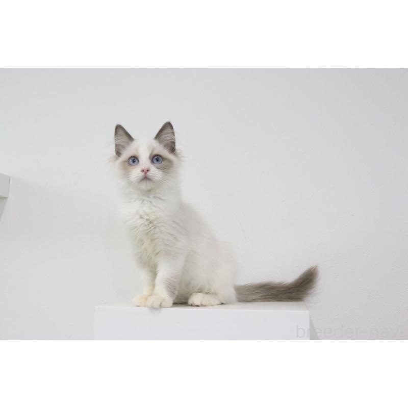 販売中の愛知県のラグドール-130717の5枚目