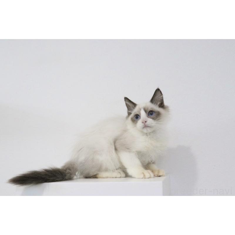 販売中の愛知県のラグドール-130717の4枚目