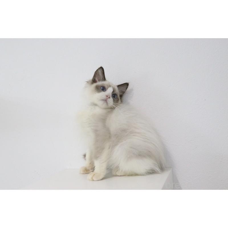 販売中の愛知県のラグドール-130717の2枚目