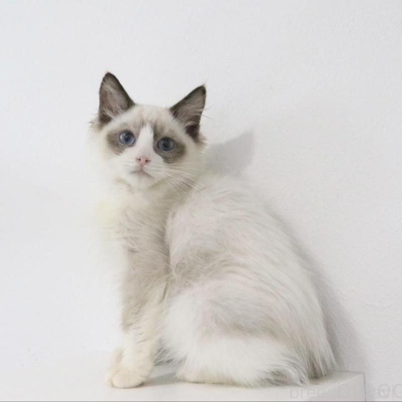 販売中の愛知県のラグドール-130717