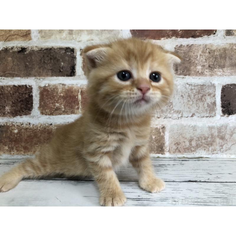 販売中の千葉県のスコティッシュフォールド(折れ耳)-130718の5枚目