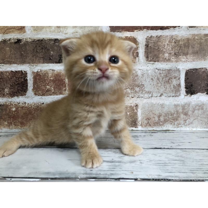 販売中の千葉県のスコティッシュフォールド(折れ耳)-130718の4枚目