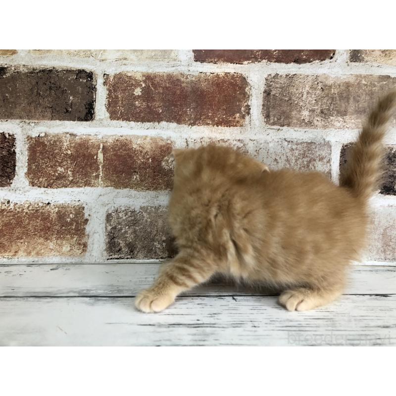 販売中の千葉県のスコティッシュフォールド(折れ耳)-130718の3枚目