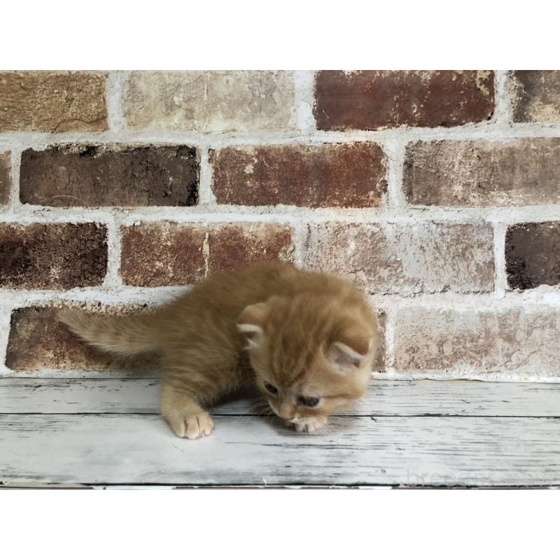 販売中の千葉県のスコティッシュフォールド(折れ耳)-130718の2枚目