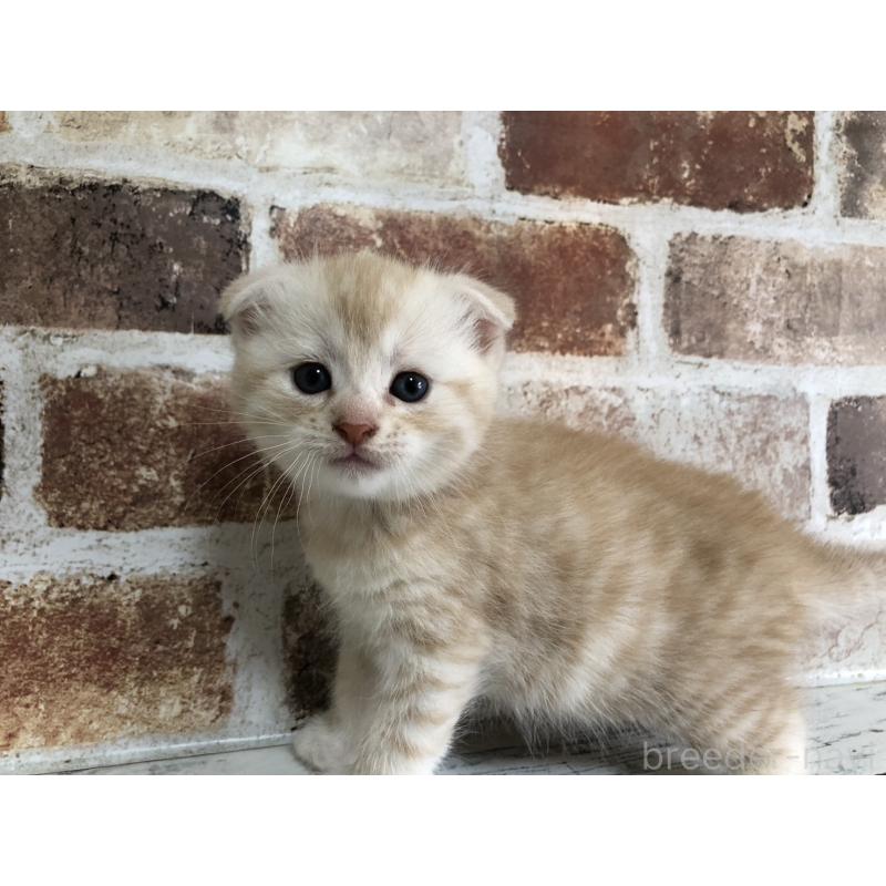 販売中の千葉県のスコティッシュフォールド(折れ耳)-130720の6枚目