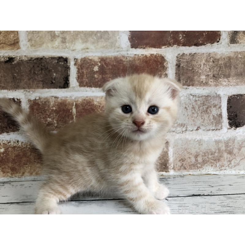 販売中の千葉県のスコティッシュフォールド(折れ耳)-130720の4枚目