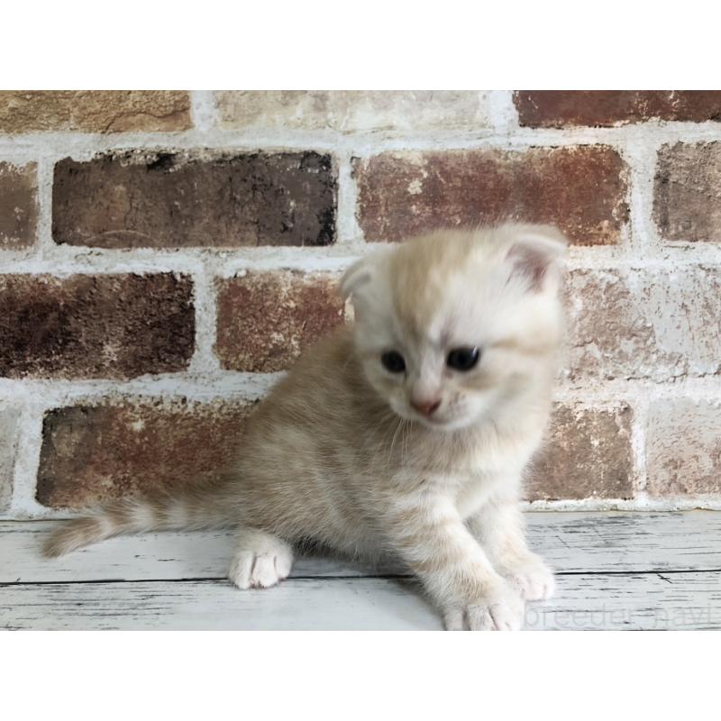 販売中の千葉県のスコティッシュフォールド(折れ耳)-130720の5枚目