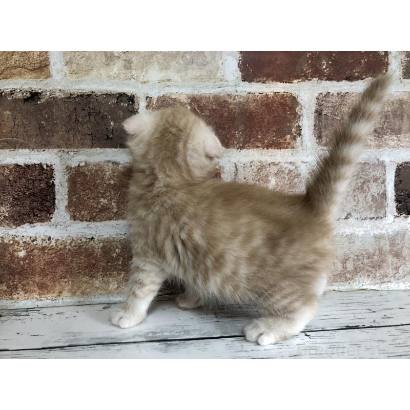 販売中の千葉県のスコティッシュフォールド(折れ耳)-130720の3枚目