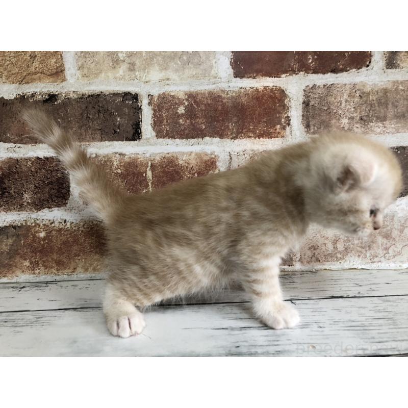 販売中の千葉県のスコティッシュフォールド(折れ耳)-130720の2枚目