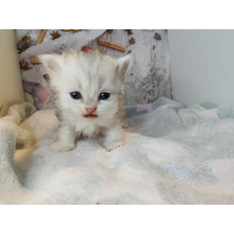 販売中の熊本県のミックス-130719の3枚目