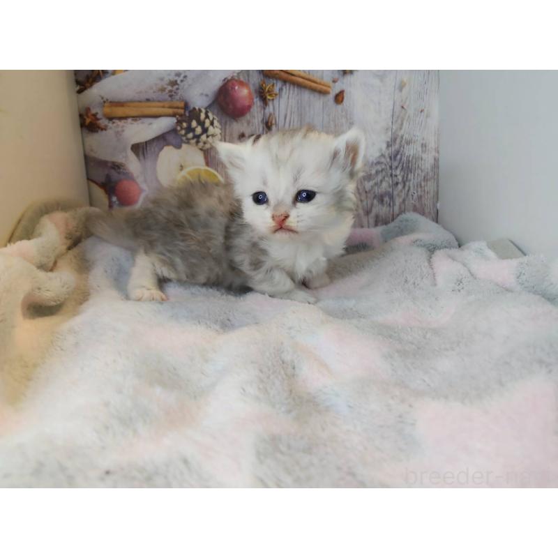 販売中の熊本県のミックス-130719の2枚目