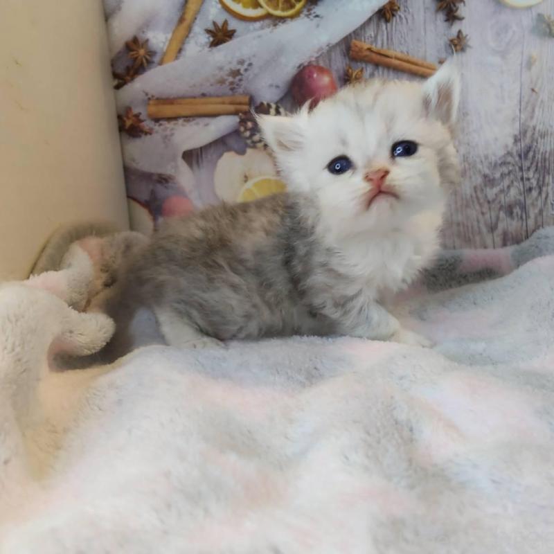 販売中の熊本県のミックス-130719の1枚目