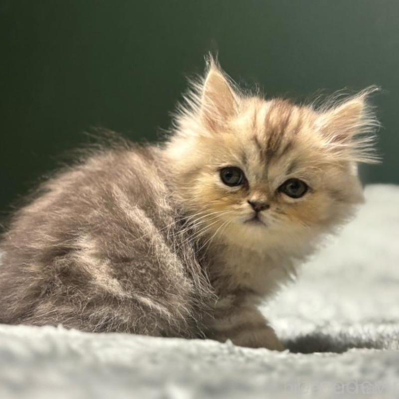 販売中の北海道のミヌエット-130721の1枚目