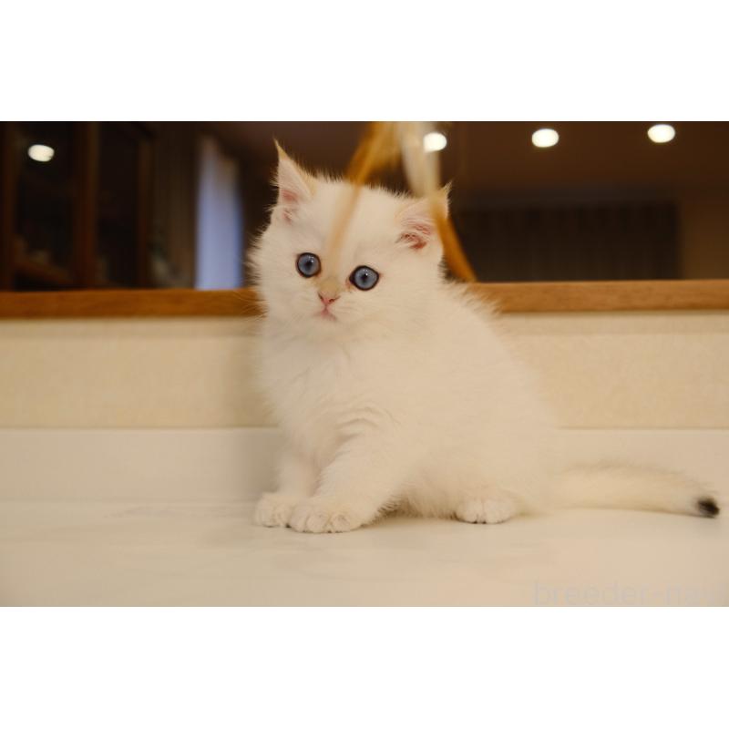 販売中の広島県のブリティッシュショートヘア-130739の5枚目