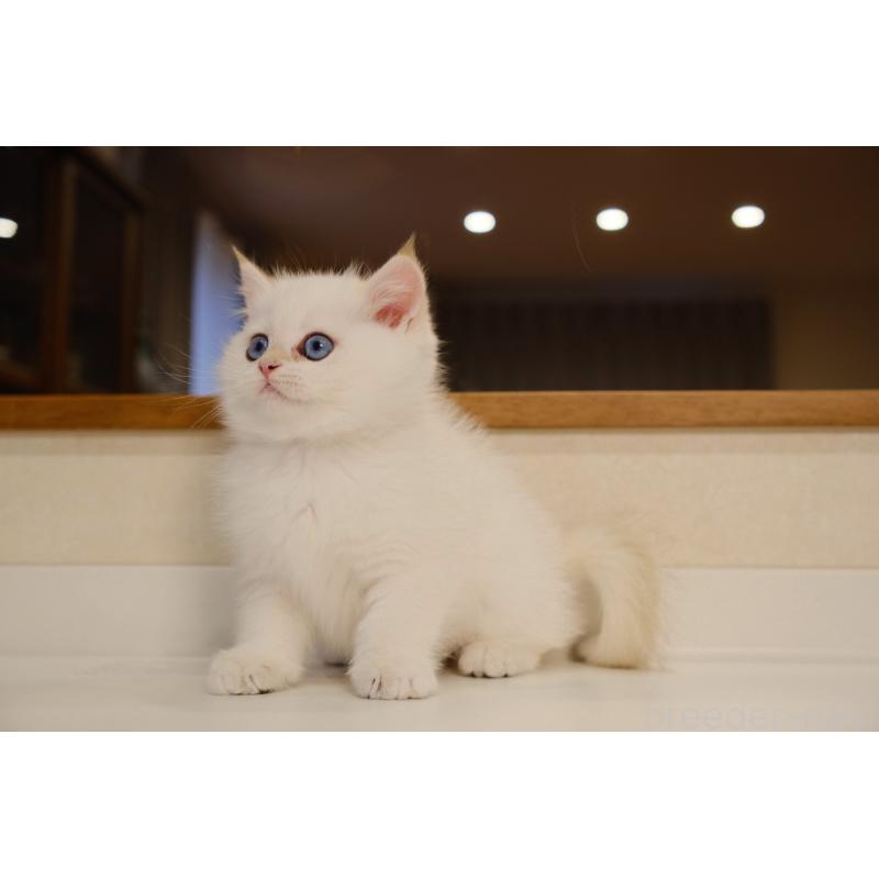 販売中の広島県のブリティッシュショートヘア-130739の4枚目