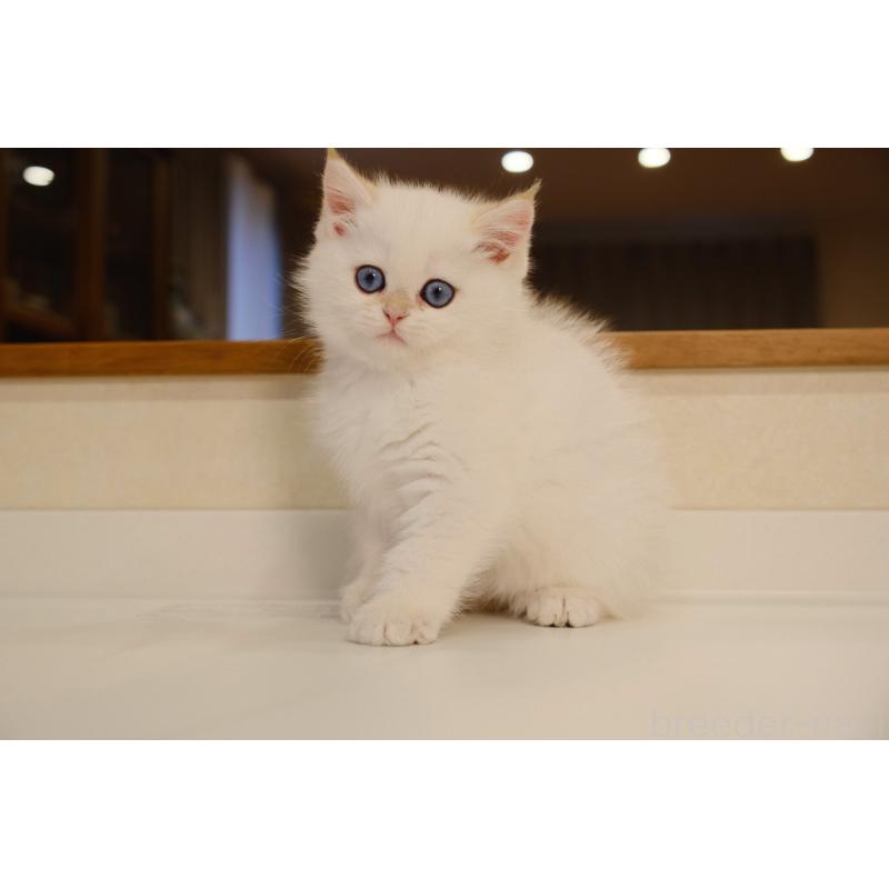 販売中の広島県のブリティッシュショートヘア-130739の3枚目