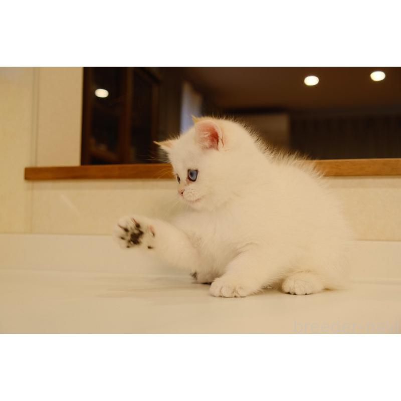 販売中の広島県のブリティッシュショートヘア-130739の2枚目