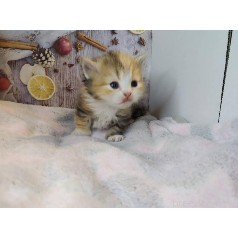 販売中の熊本県のミックス-130722の3枚目