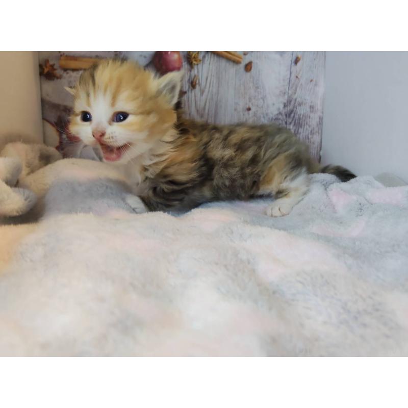 販売中の熊本県のミックス-130722の2枚目