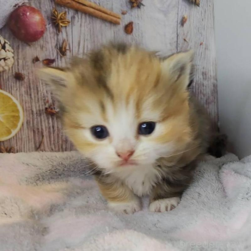 販売中の熊本県のミックス-130722