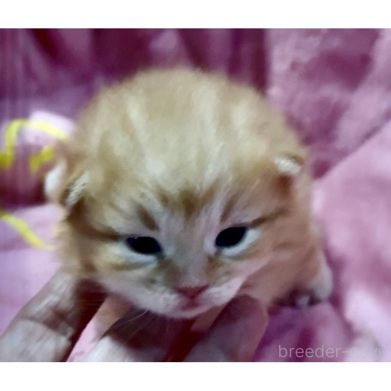 販売中の大阪府のサイベリアン-130723の4枚目