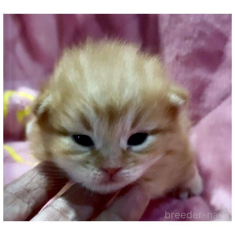 販売中の大阪府のサイベリアン-130723の3枚目