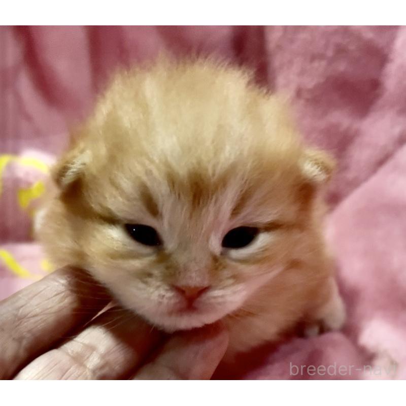 販売中の大阪府のサイベリアン-130723の2枚目