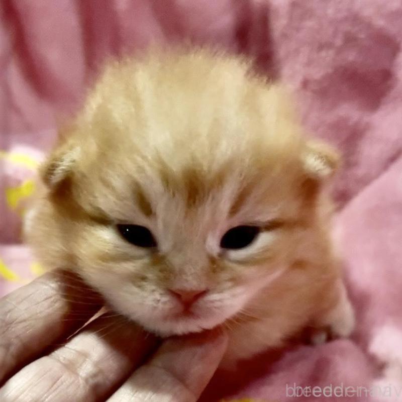 販売中の大阪府のサイベリアン-130723の1枚目