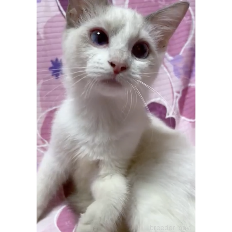 販売中の大阪府のラグドール-130725の3枚目