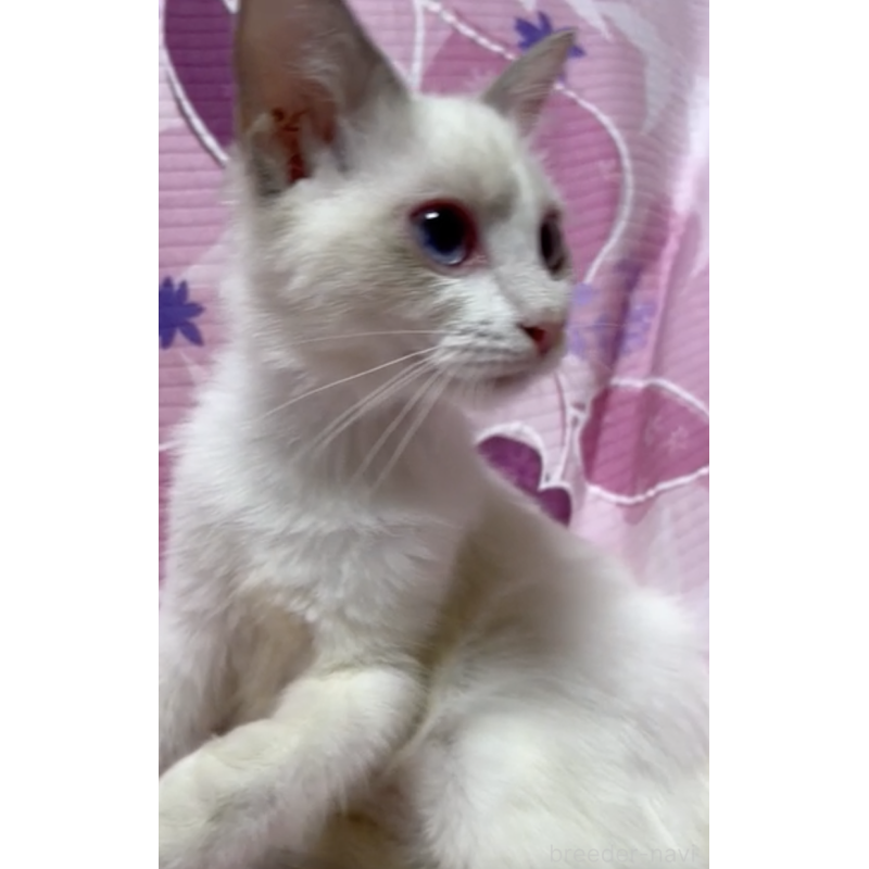 販売中の大阪府のラグドール-130725の2枚目