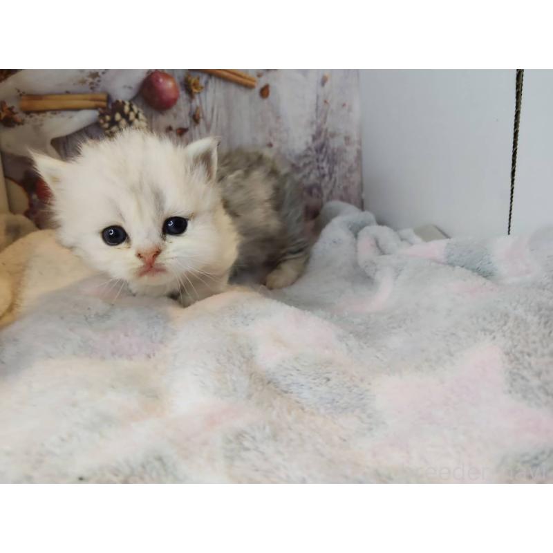 販売中の熊本県のミックス-130724の3枚目