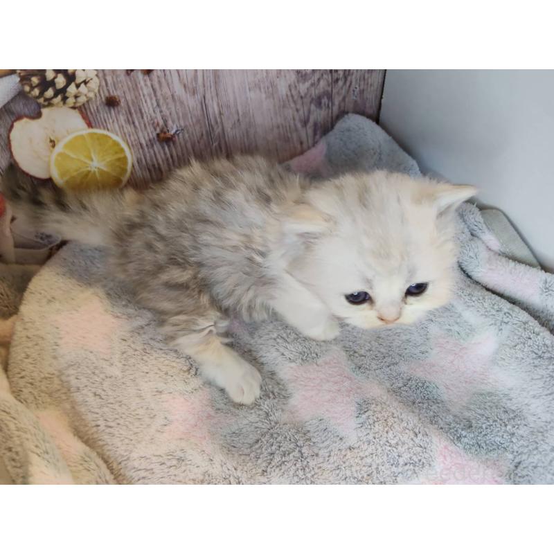 販売中の熊本県のミックス-130724の2枚目