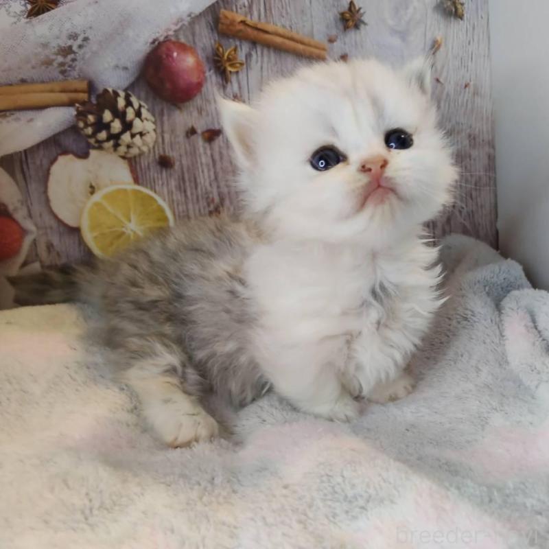 販売中の熊本県のミックス-130724