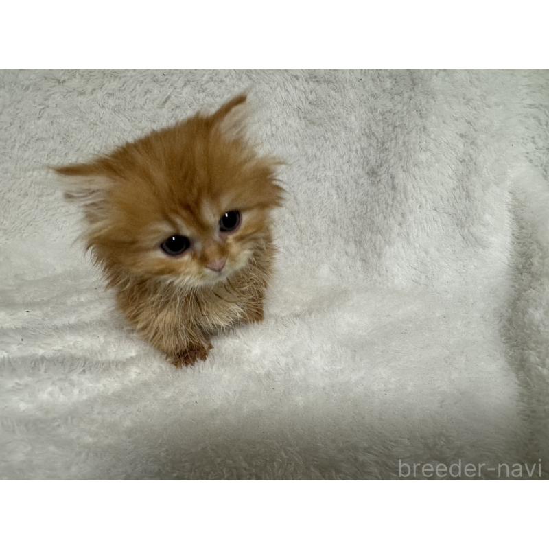 販売中の大阪府のマンチカン(短足)-130727の4枚目