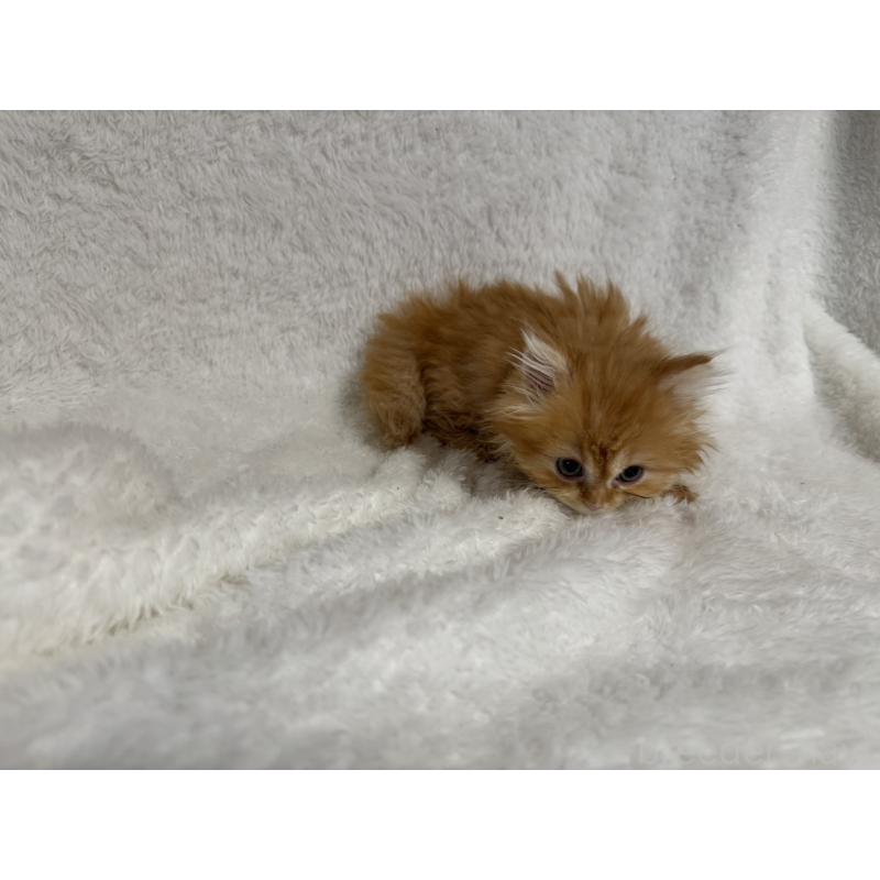 販売中の大阪府のマンチカン(短足)-130727の3枚目