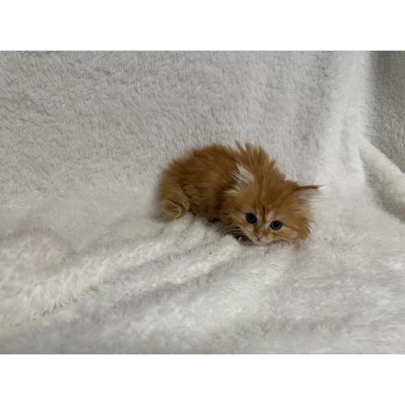 販売中の大阪府のマンチカン(短足)-130727の2枚目