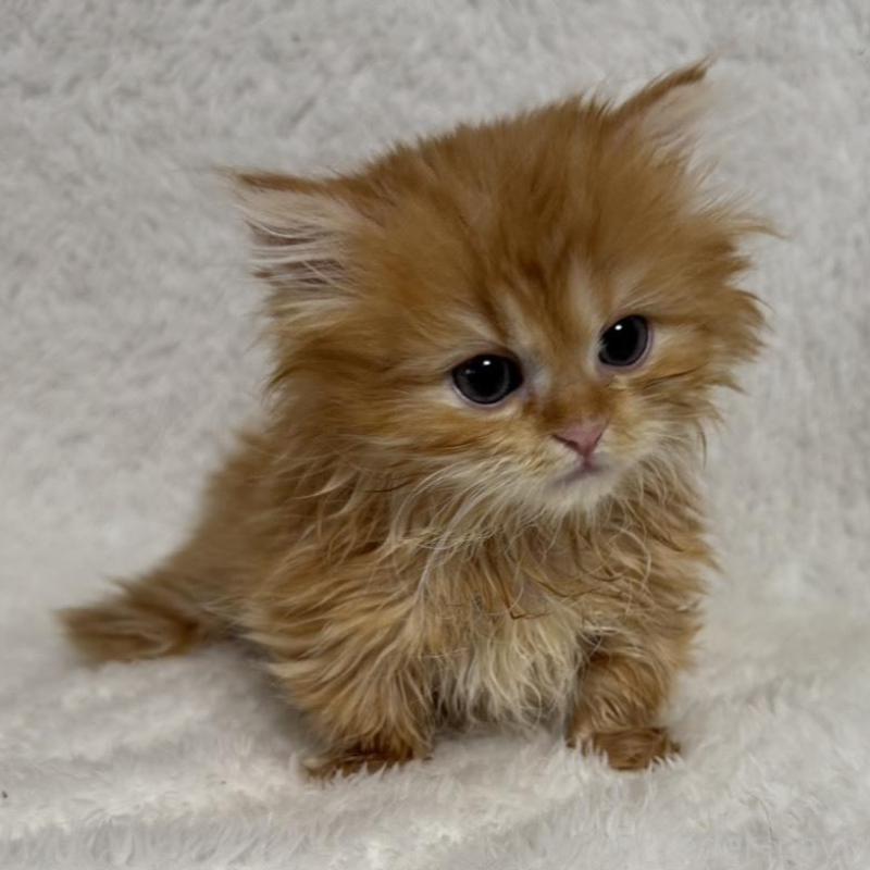 販売中の大阪府のマンチカン(短足)-130727の1枚目