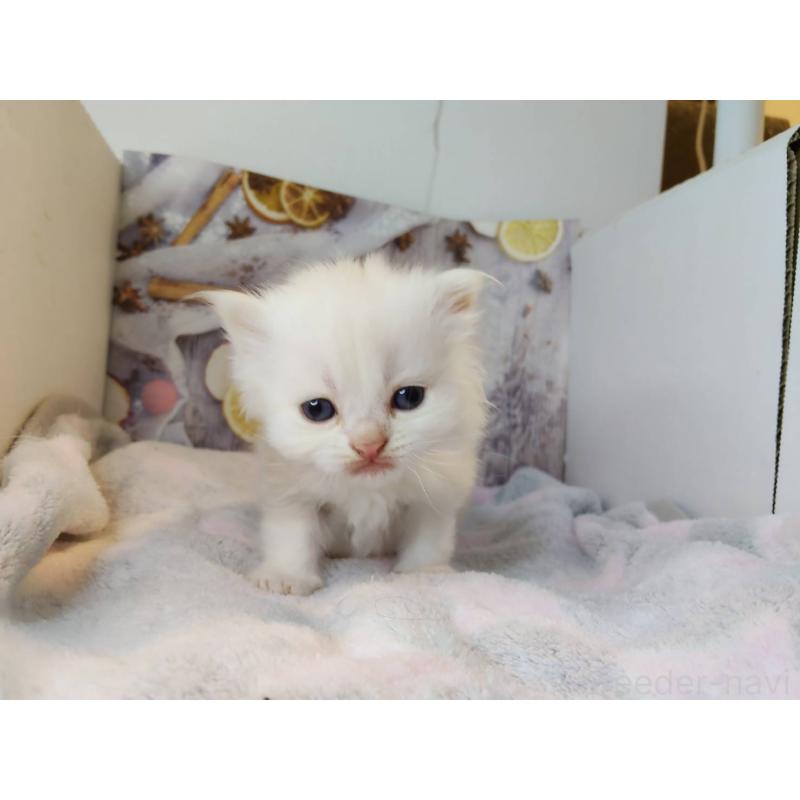 販売中の熊本県のミックス-130726の4枚目