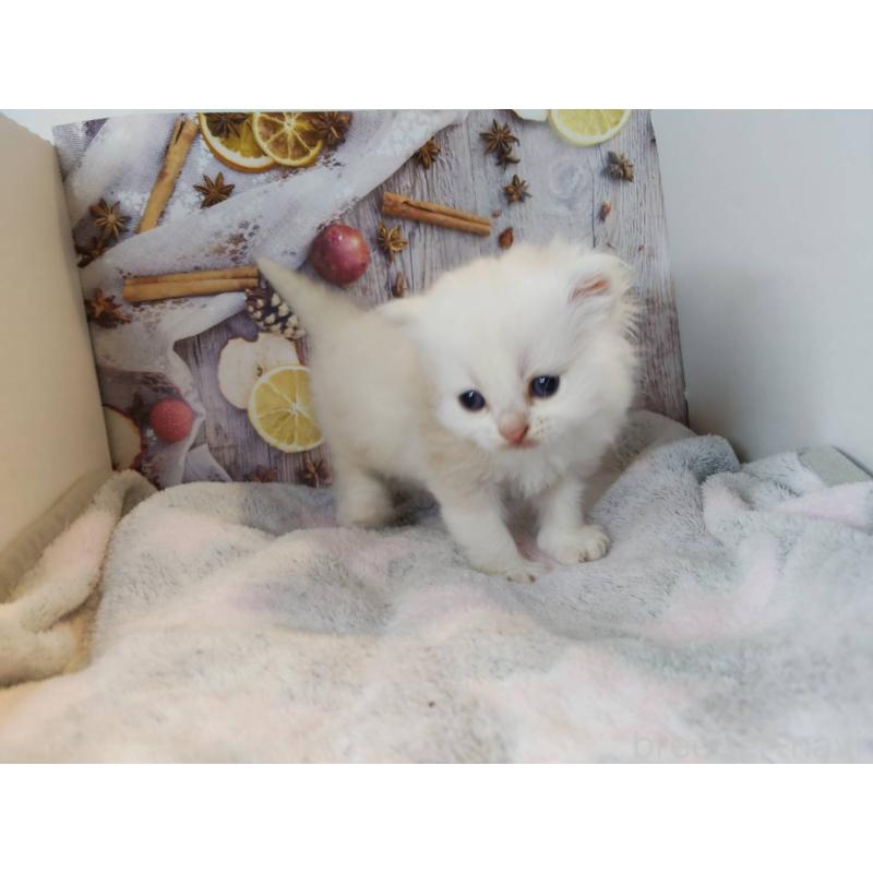 販売中の熊本県のミックス-130726の3枚目