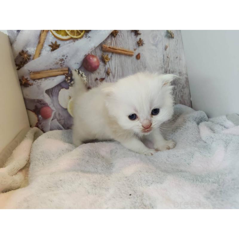 販売中の熊本県のミックス-130726の2枚目